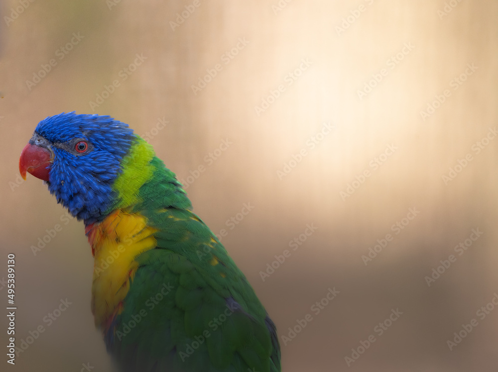 regenbogenpagagei regenbogenpagagei