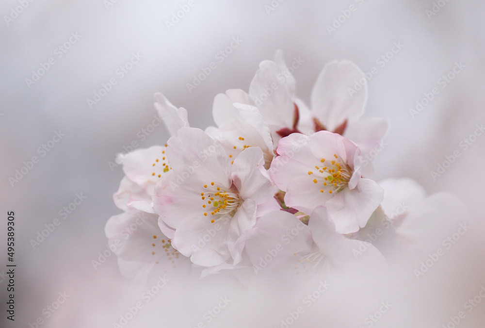 Close up Somei-Yoshino cherry blossoms with bokeh Close up Somei-Yoshino cherry blossoms with bokeh