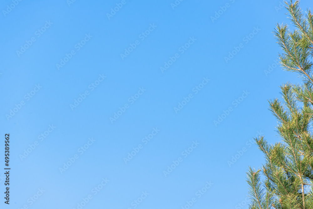 Green pine tree in spring against the sky (copy space). Green pine tree in spring against the sky (copy space).