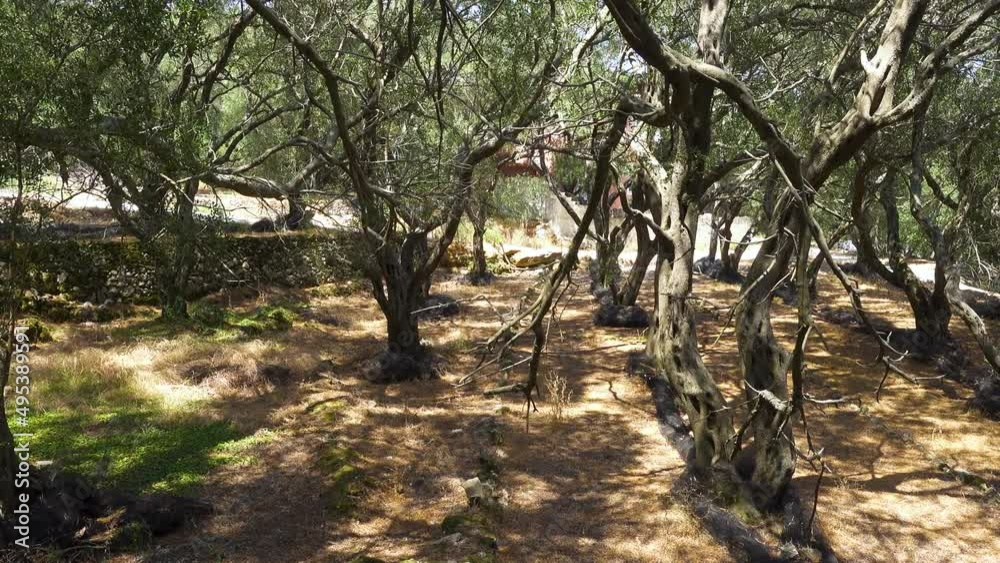 walking through the olive grove walking through the olive grove