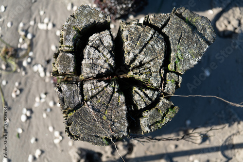 Lahnungen Küstenschutz Wustrow Darsss Fischland Zingst Mecklenburg-Vorpommern photo