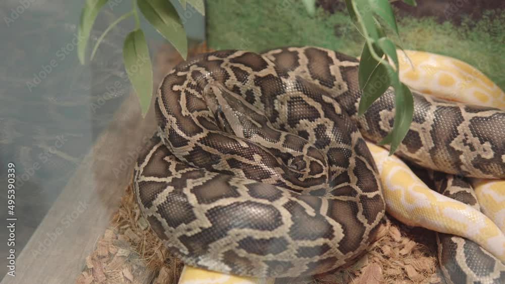 Python molurus also known as Indian rock python, black-tailed python ...