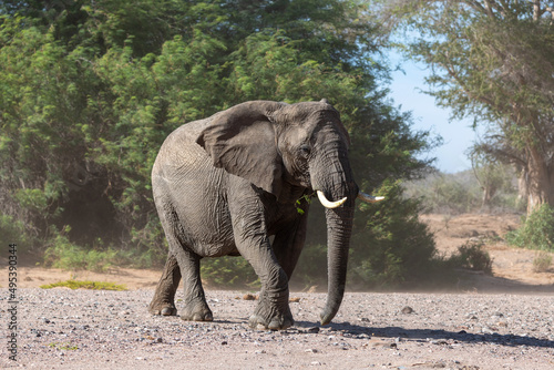New photo of the big elephant walking around green trees  Namibia
