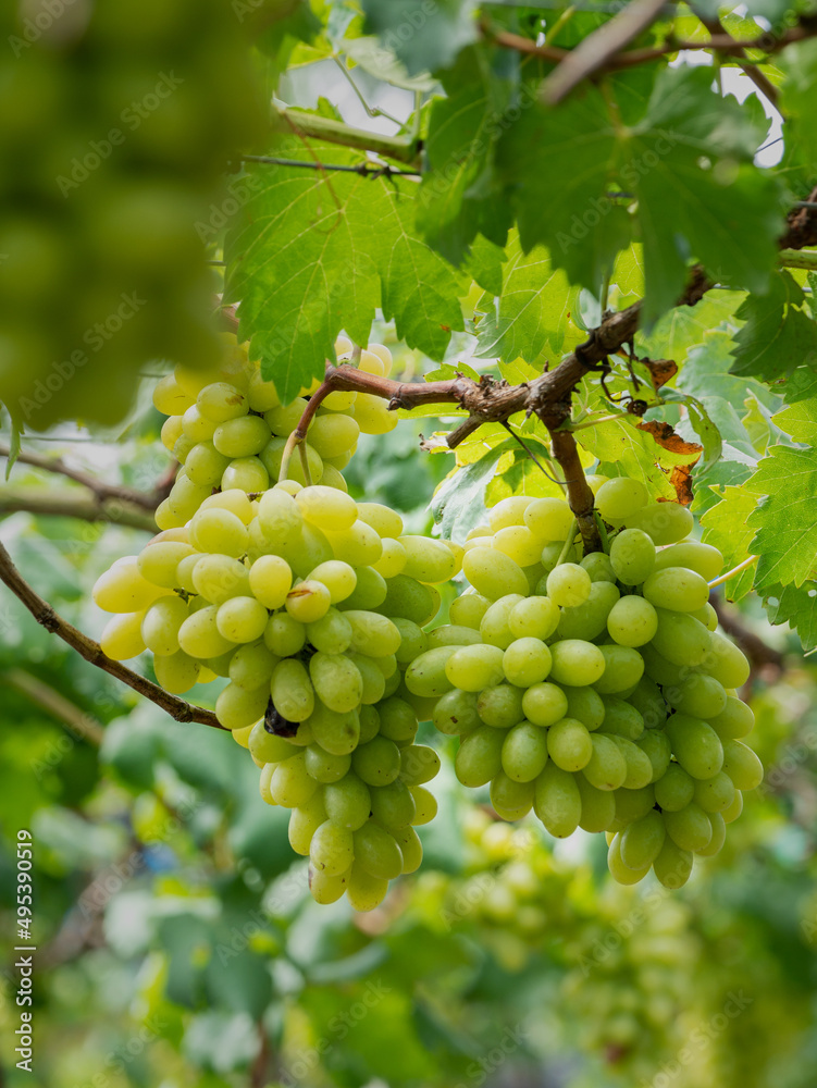 Take a photo of green grapes in the garden.