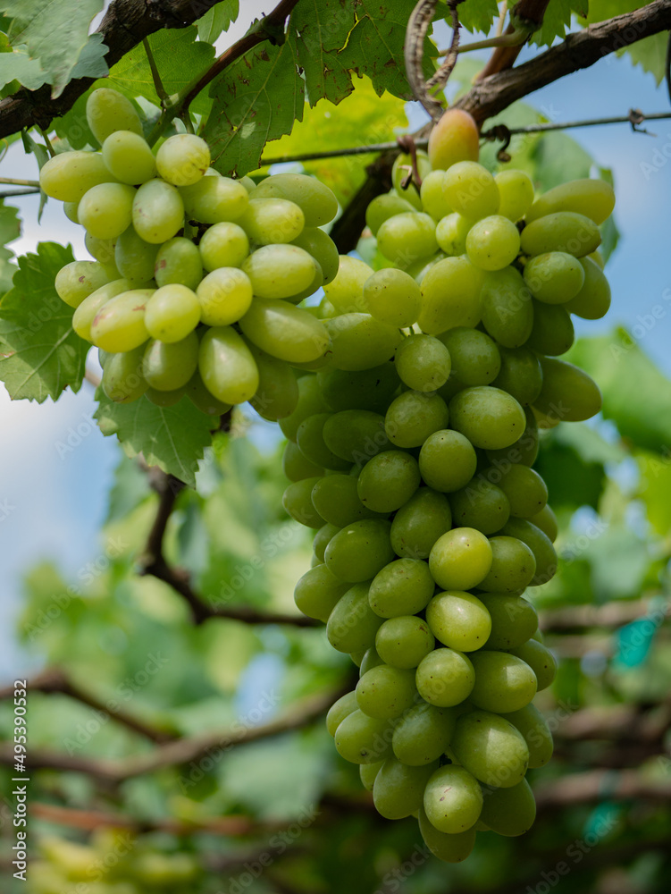 Take a photo of green grapes in the garden.