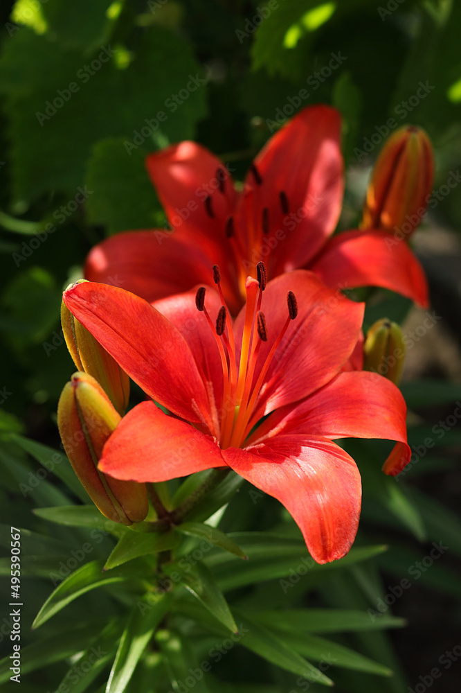 Lilium. Beautiful flower of red Lily in the garden on a summer day. Red Lily close up. Lilies blooming . Orange tropical flower lily. Beautiful red Asiatic Lily with green bokeh background . Lilium. Beautiful flower of red Lily in the garden on a summer day. Red Lily close up. Lilies blooming . Orange tropical flower lily. Beautiful red Asiatic Lily with green bokeh background .