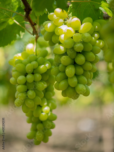 Take a photo of green grapes in the garden.