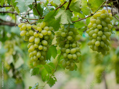 Take a photo of green grapes in the garden.