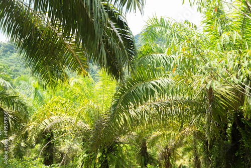 Green tropical forest path through green jungle  hiking in Thailand. Jungle background