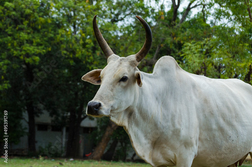 organic milk cow portrait on indian village countryside
