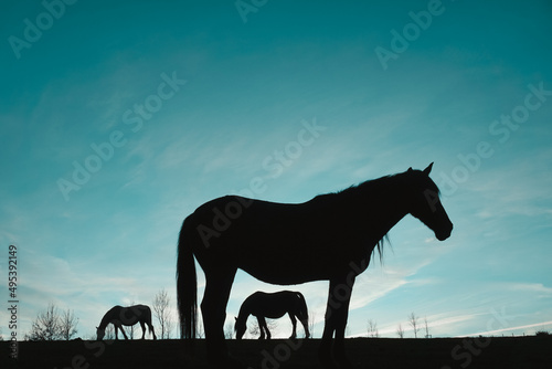 horse silhouette in the meadow with a blue sky  animals in the wild