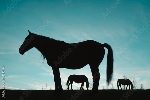 horse silhouette in the meadow with a blue sky  animals in the wild