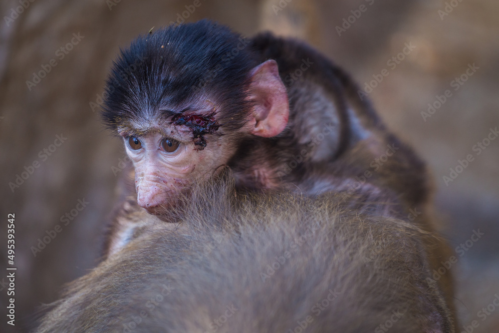 baby baboon baboon monkey in nature baby baboon baboon monkey in nature
