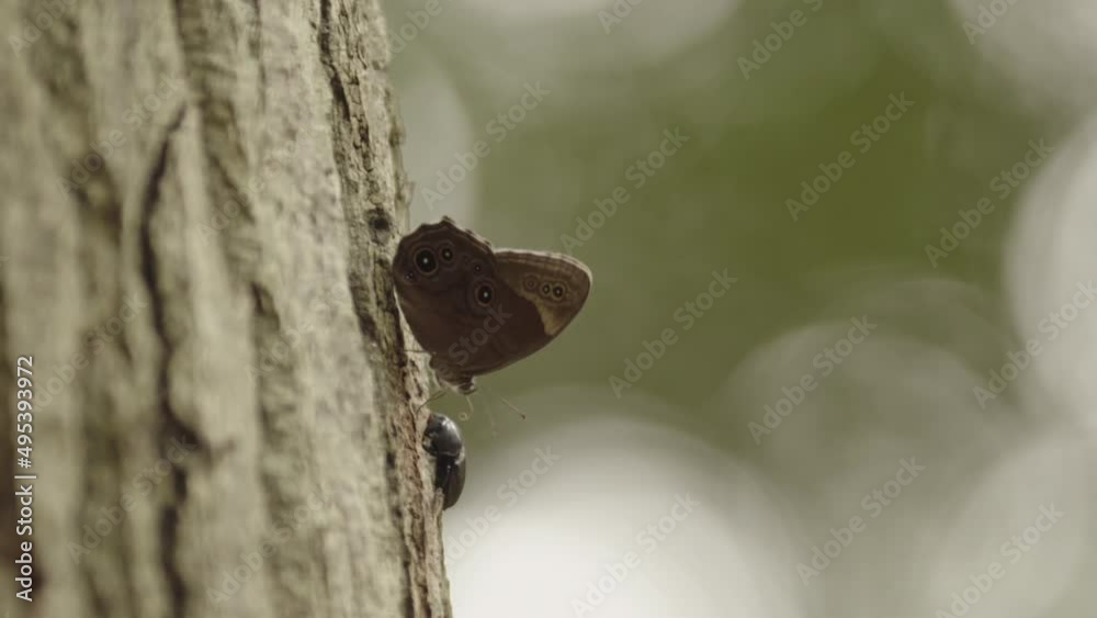 Insects sucking nectar on the trunk of a tree (1) Insects sucking nectar on the trunk of a tree (1)