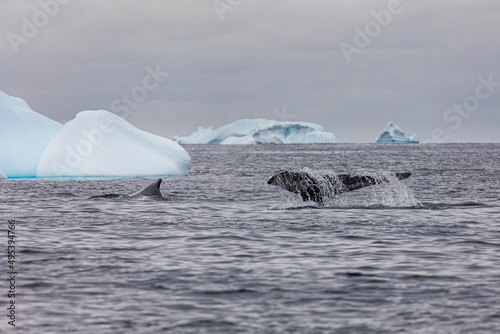 Diving Humpback Whales  Megaptera novaeangliae  between icebergs floating in Disko bay  Greenland 