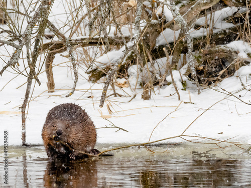 European beaver foraging