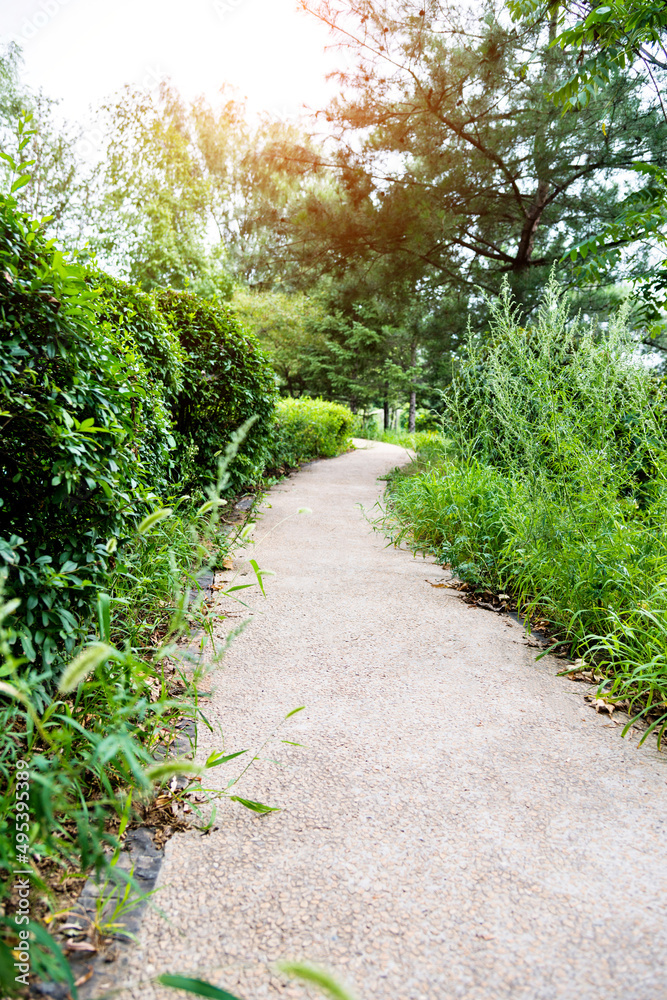 The way in the park with green tree and grass The way in the park with green tree and grass