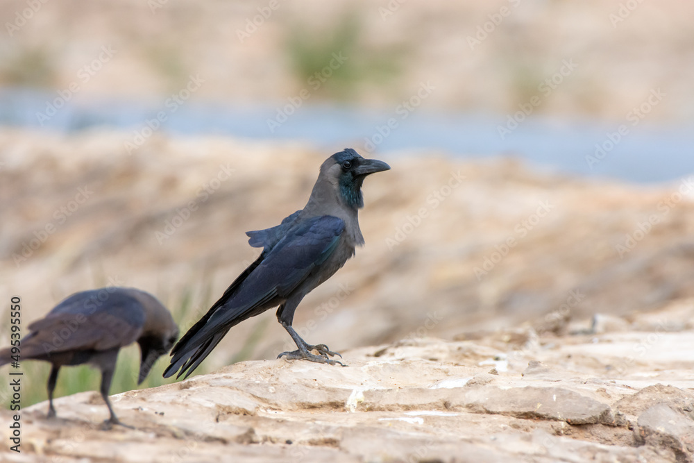 House crow, Corvus splendens in Sharm El-sheikh House crow, Corvus splendens in Sharm El-sheikh