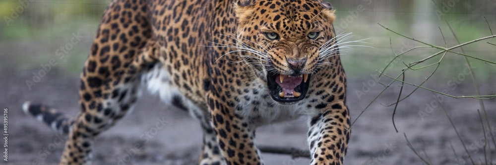 Template of a leopard in the forest