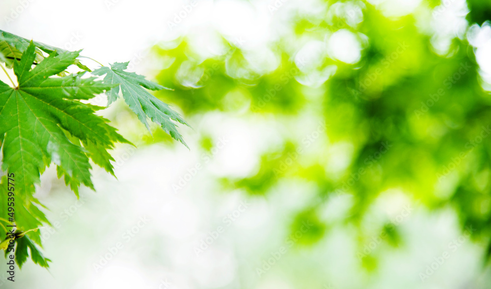 Japanese green maple leaves on blurred background Japanese green maple leaves on blurred background