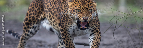 Template of a leopard in the forest