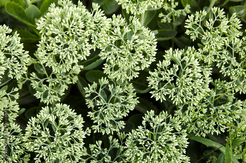 Close-up of beautiful Sedum plant. Family name Crassulaceae, Scientific name Sedum. Selective focus, blurred background