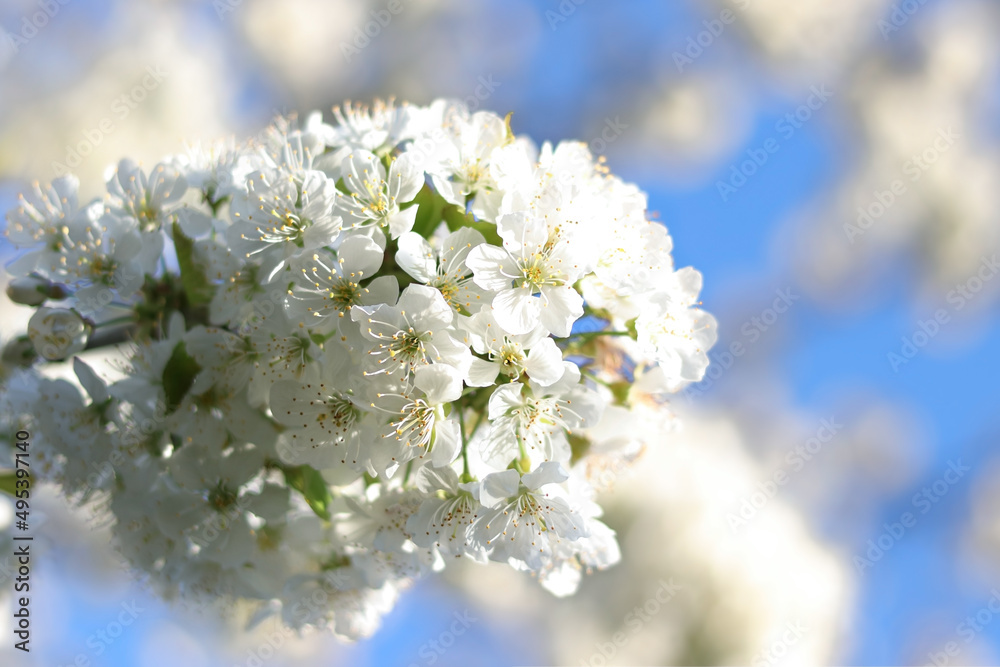 Branches of blossoming Cherry macro with soft focus. Easter and spring greeting cards. Springtime. Bloom over blue sky. Morning in the cherry orchard. Spring background. Blossoming Cherry tree garden Branches of blossoming Cherry macro with soft focus. Easter and spring greeting cards. Springtime. Bloom over blue sky. Morning in the cherry orchard. Spring background. Blossoming Cherry tree garden