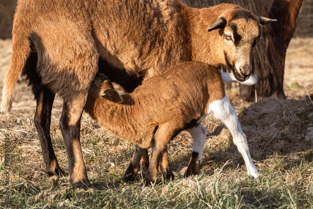 Cameroon sheep. Animals on the farm, meadow, rural Cameroon sheep. Animals on the farm, meadow, rural