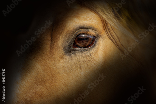 Head portrait of a beautiful palomino horse over black background. American quarters © Ella