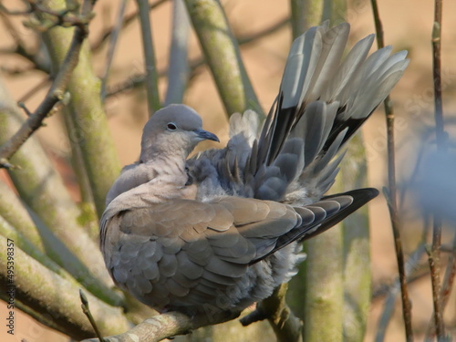 Foto Dove preening