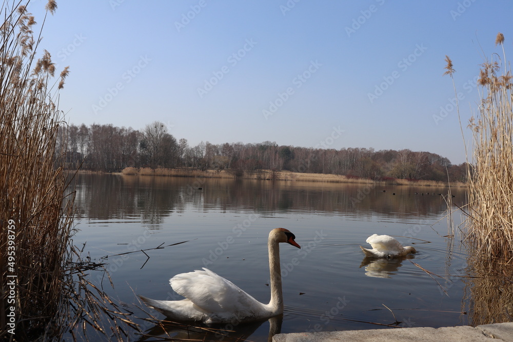 Obraz na płótnie swans on the Pniowiec lake in Rybnik w salonie
