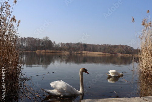 swans on the Pniowiec lake in Rybnik