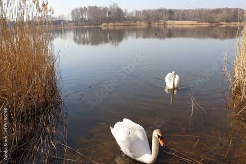 swans on the Pniowiec lake in Rybnik