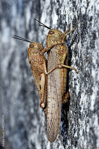 Anacridium aegyptium photo