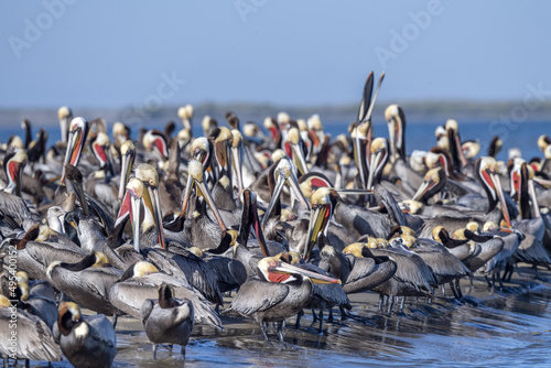 Fotobehang pelican colony in baja california mexico