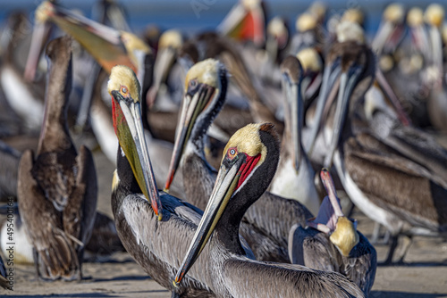 Fototapeta pelican colony in baja california mexico