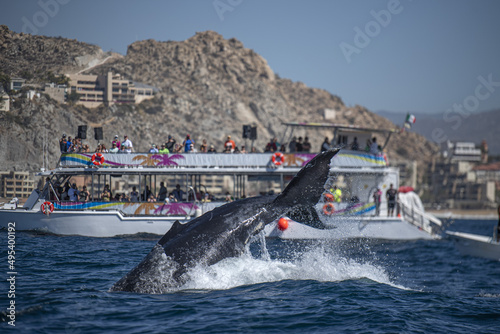 Obraz na plátně humpback whale slapping tail in cabo san lucas