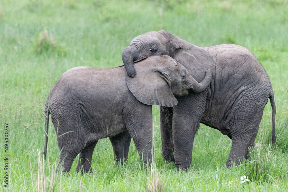 elephant babies at play in the wild