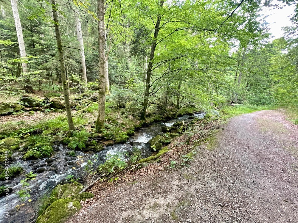 Obraz premium Schwarzwald