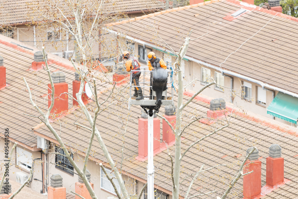 two workers on a forklift are pruning the high branches of a tree in a residential area of the city. two workers on a forklift are pruning the high branches of a tree in a residential area of the city.