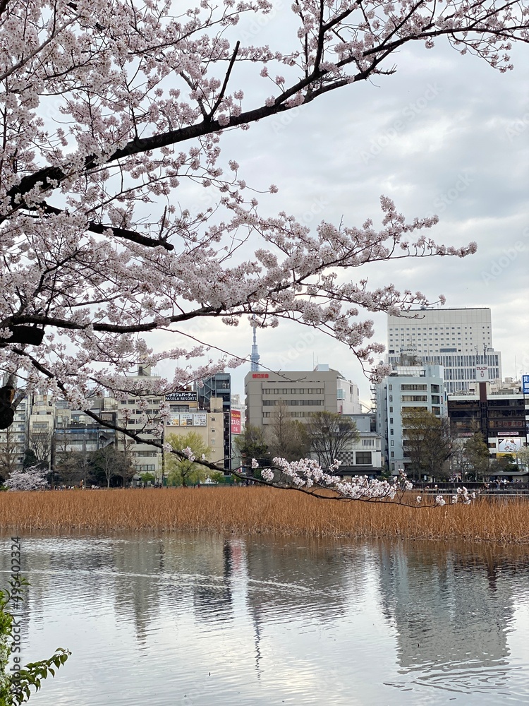 spring in the city, sky tree in the back, sakura blossom season, Ueno Tokyo, Japan March 28th, 2022