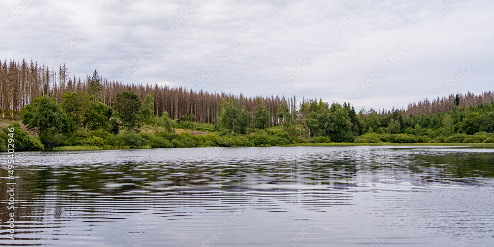 Panorama sur un étang vosgien avec des épicéas desséchés en fond.