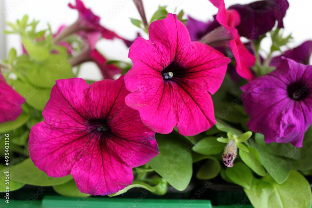 pink and red petunia flowers bright blooming balls pink and red petunia flowers bright blooming balls