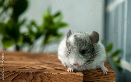 Our little white chinchilla with gray head looking at the camera, portrait