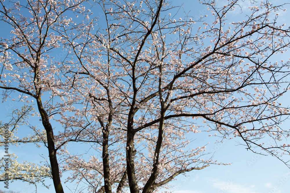 青空を背景に薄いピンク色の花びらが満開になった桜の木 青空を背景に薄いピンク色の花びらが満開になった桜の木