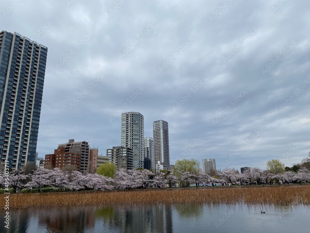 city skyline, sakura season in Japan, Ueno Tokyo Shinobazu pond, March 28th, 2022
