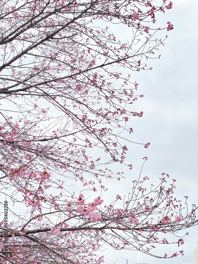 pink cherry blossom, sakura season in Japan, Ueno Tokyo Shinobazu pond, March 28th, 2022