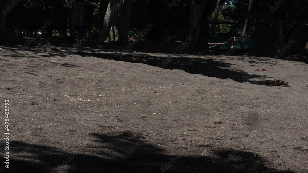 Domestic Dog Roaming On The Sand In A Seaside Town At Summer. static, slow motion Domestic Dog Roaming On The Sand In A Seaside Town At Summer. static, slow motion