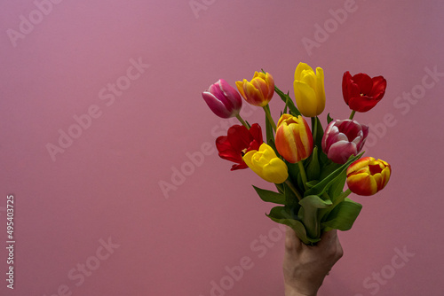 Multicolored tulips on pink background with copy space for text. Bouquet of spring flowers. Isolated on pink background.  Mother's Day, Valentines, Anniversary, Easter, Birthday.