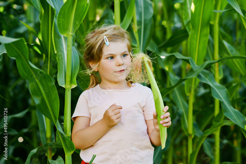 Happy little toddler girl playing on corn labyrinth field on organic farm  outdoors. Funny child hild having fun with running  farming and gardening of vegetable. Active family leisure in summer.